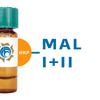 Maackia amurensis Lectin (MAA/MAL I+II) - HRP (Horseradish Peroxidase)