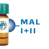 Maackia amurensis Lectin (MAA/MAL I+II) - Separopore&reg; 4B