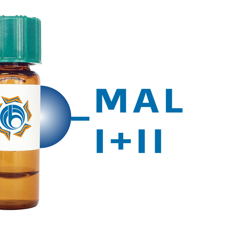 Maackia amurensis Lectin (MAA/MAL I+II) - Separopore® 4B