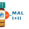 Maackia amurensis Lectin (MAA/MAL I+II) - Texas Red