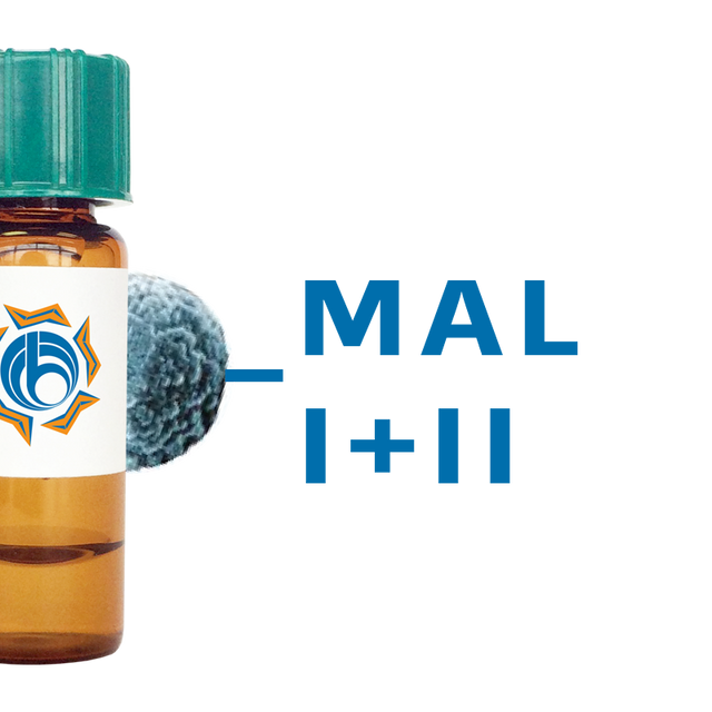 Maackia amurensis Lectin (MAA/MAL I+II) - MagneZoom™