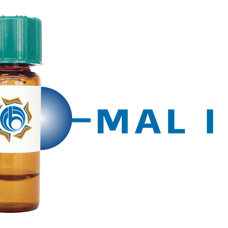 Maackia amurensis Lectin (MAA/MAL I) - Separopore® 4B