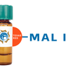 Maackia amurensis Lectin (MAA/MAL I) - Texas Red