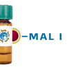 Maackia amurensis Lectin (MAA/MAL I) - Colloidal Gold
