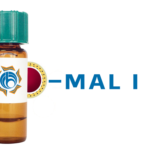 Maackia amurensis Lectin (MAA/MAL I) - Colloidal Gold