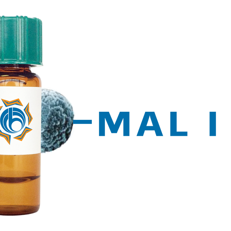 Maackia amurensis Lectin (MAA/MAL I) - MagneZoom™