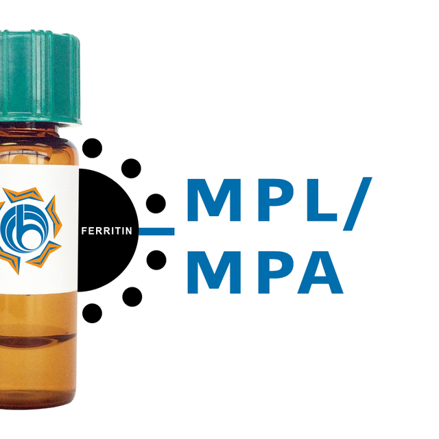 Maclura pomifera Lectin (MPL/MPA) - Ferritin