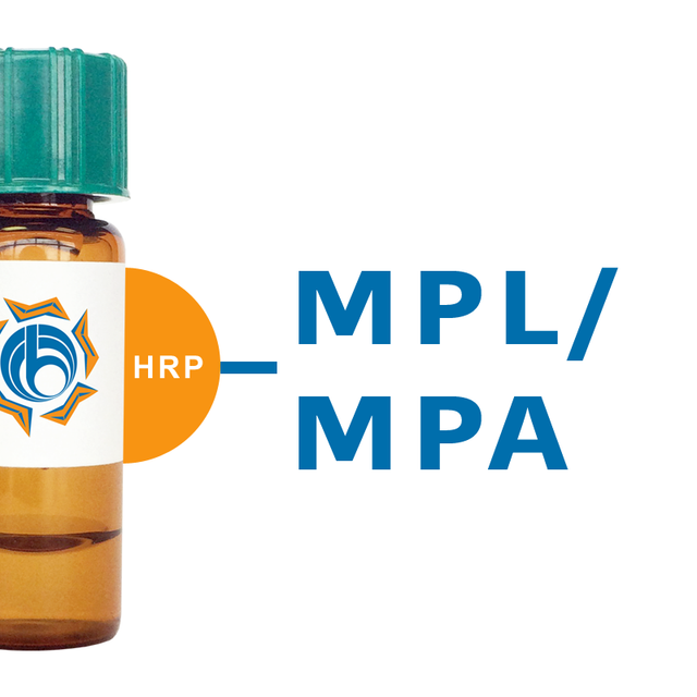 Maclura pomifera Lectin (MPL/MPA) - HRP (Horseradish Peroxidase)