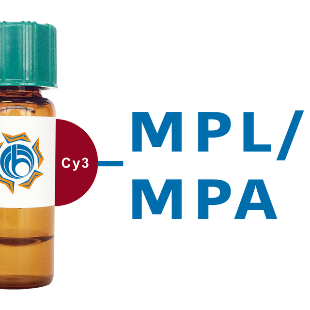 Maclura pomifera Lectin (MPL/MPA) - Cy3