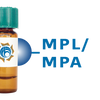 Maclura pomifera Lectin (MPL/MPA) - Separopore&reg; 4B