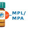 Maclura pomifera Lectin (MPL/MPA) - Texas Red