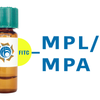 Maclura pomifera Lectin (MPL/MPA) - FITC (Fluorescein)