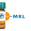 Morus rubra Lectin (MRL) - HRP (Horseradish Peroxidase)