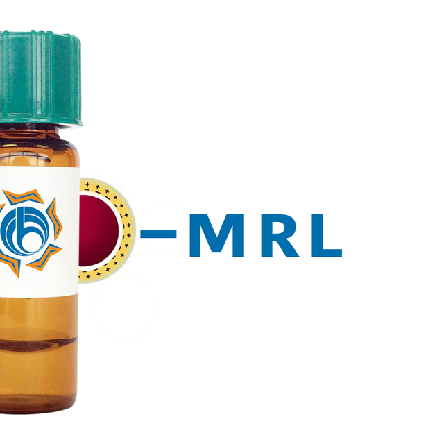 Morus rubra Lectin (MRL) - Colloidal Gold