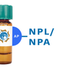 Narcissus pseudonarcissus Lectin (NPL/NPA) - AP (Alkaline Phosphatase)