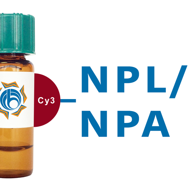 Narcissus pseudonarcissus Lectin (NPL/NPA) - Cy3