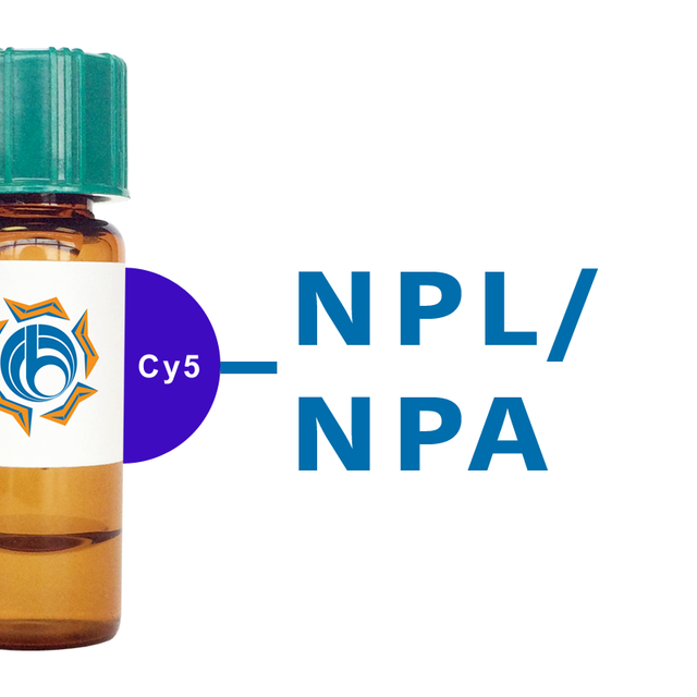 Narcissus pseudonarcissus Lectin (NPL/NPA) - Cy5