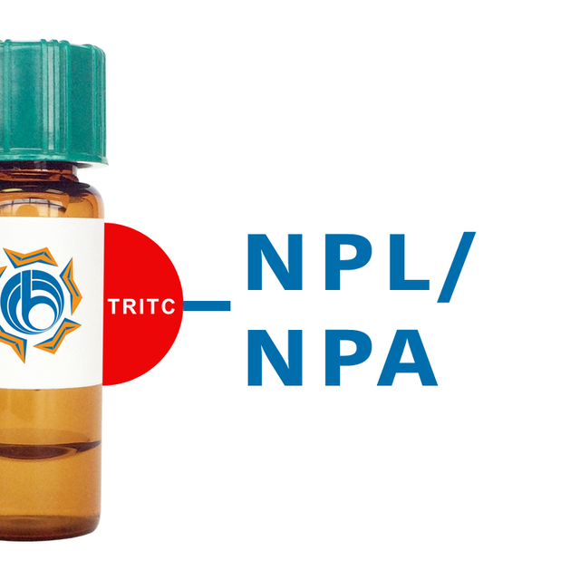 Narcissus pseudonarcissus Lectin (NPL/NPA) - TRITC (Rhodamine)