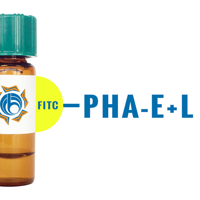Phaseolus vulgaris Lectin (PHA-E+L) - FITC (Fluorescein)