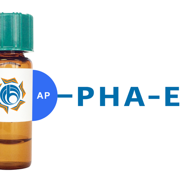 Phaseolus vulgaris Lectin (PHA-E) - AP (Alkaline Phosphatase)