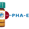 Phaseolus vulgaris Lectin (PHA-E) - Cy3