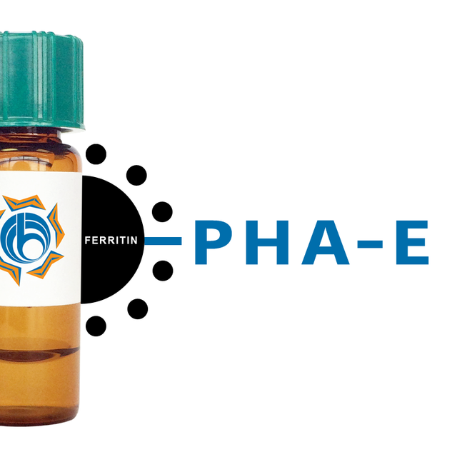 Phaseolus vulgaris Lectin (PHA-E) - Ferritin