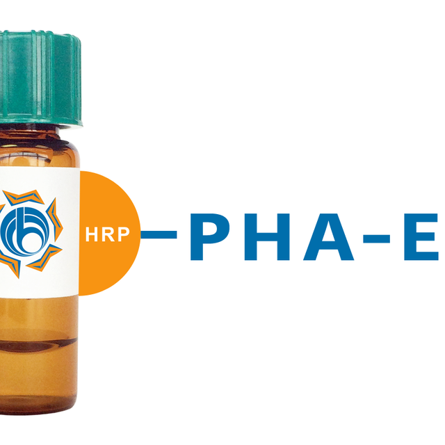 Phaseolus vulgaris Lectin (PHA-E) - HRP (Horseradish Peroxidase)
