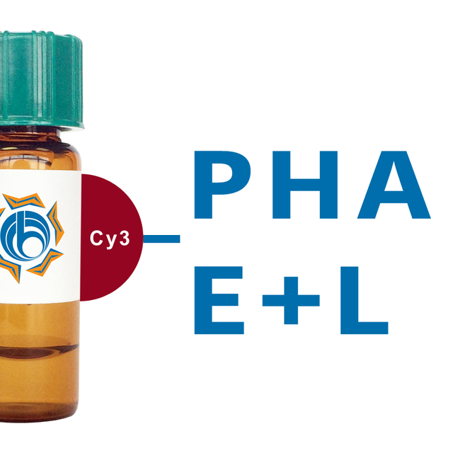 Phaseolus vulgaris Lectin (PHA-E+L) - Cy3