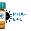Phaseolus vulgaris Lectin (PHA-E+L) - Ferritin