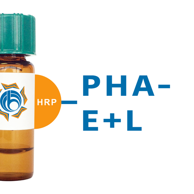 Phaseolus vulgaris Lectin (PHA-E+L) - HRP (Horseradish Peroxidase)