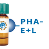 Phaseolus vulgaris Lectin (PHA-E+L) - Separopore&reg; 4B