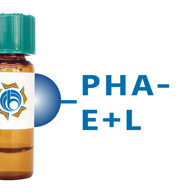 Phaseolus vulgaris Lectin (PHA-E+L) - Separopore® 4B