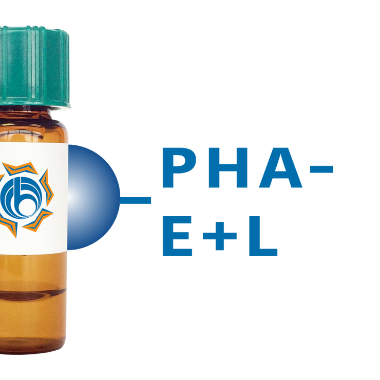 Phaseolus vulgaris Lectin (PHA-E+L) - Separopore® 4B