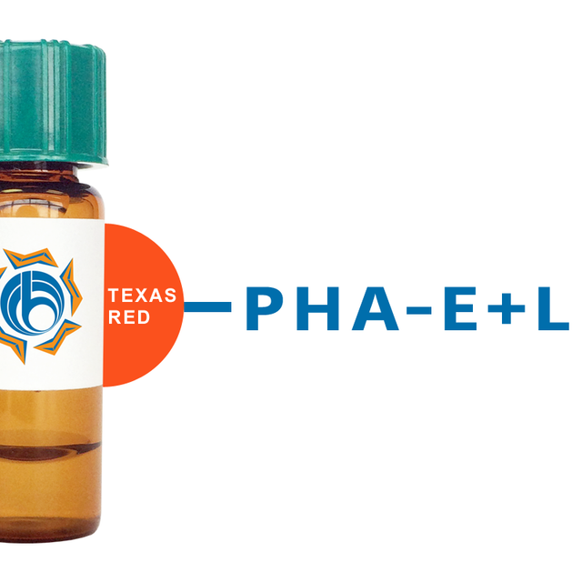 Phaseolus vulgaris Lectin (PHA-E+L) - Texas Red