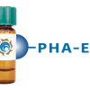 Phaseolus vulgaris Lectin (PHA-E) - Separopore&reg; 4B