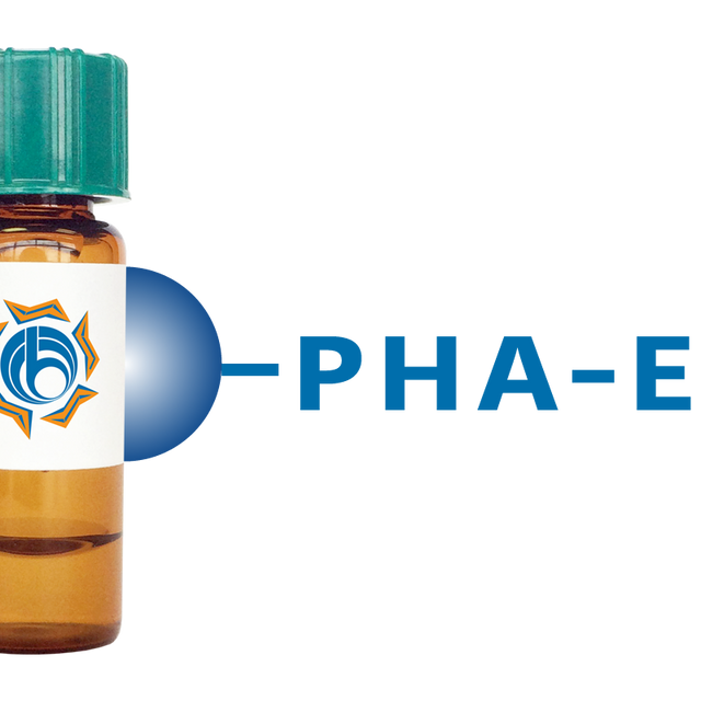 Phaseolus vulgaris Lectin (PHA-E) - Separopore® 4B