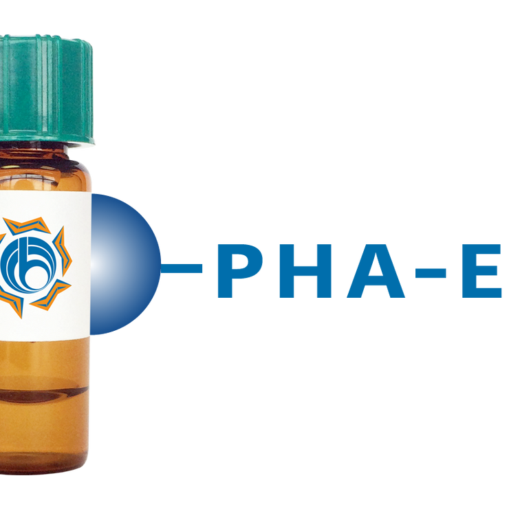 Phaseolus vulgaris Lectin (PHA-E) - Separopore® 4B