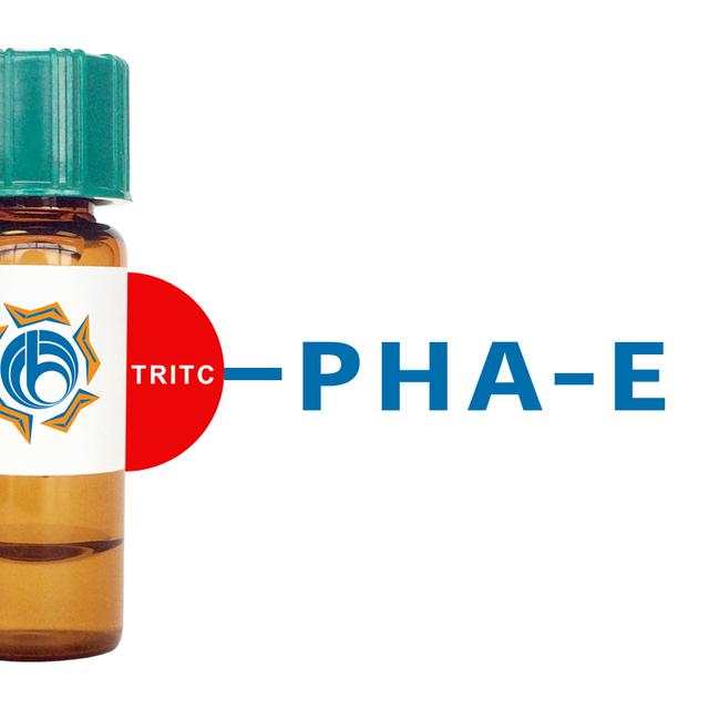 Phaseolus vulgaris Lectin (PHA-E) - TRITC (Rhodamine)