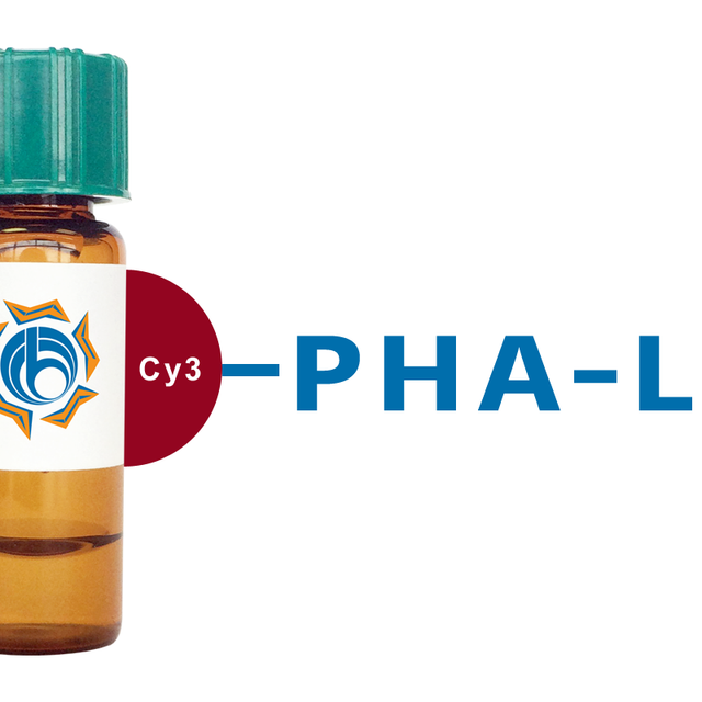 Phaseolus vulgaris Lectin (PHA-L) - Cy3