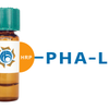 Phaseolus vulgaris Lectin (PHA-L) - HRP (Horseradish Peroxidase)