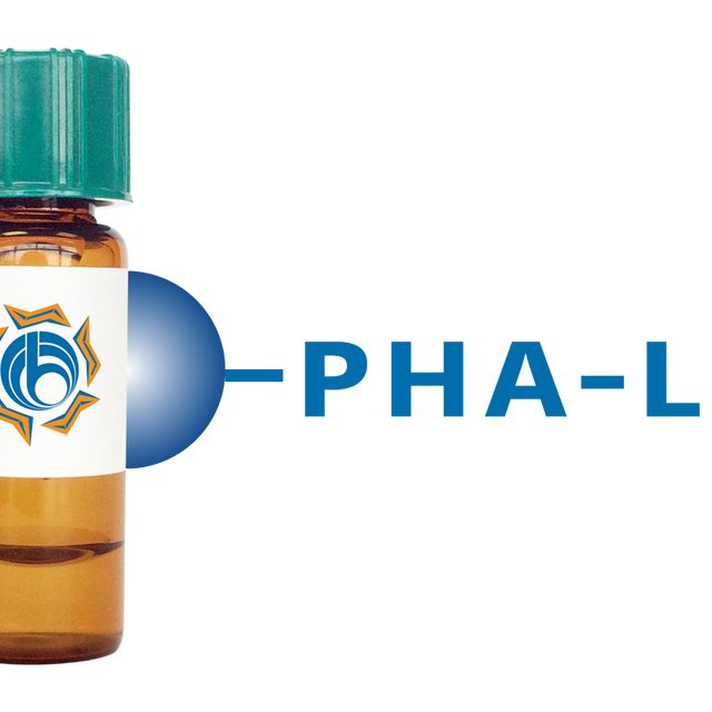 Phaseolus vulgaris Lectin (PHA-L) - Separopore® 4B