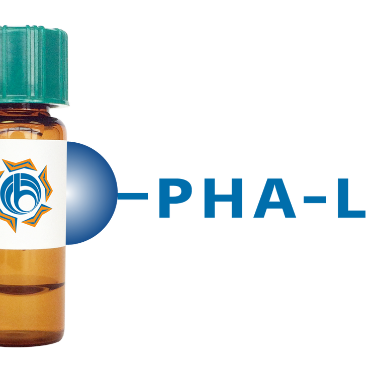 Phaseolus vulgaris Lectin (PHA-L) - Separopore® 4B