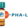 Phaseolus vulgaris Lectin (PHA-L) - Texas Red