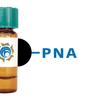 Arachis hypogaea Lectin (PNA) - BlackPearl®