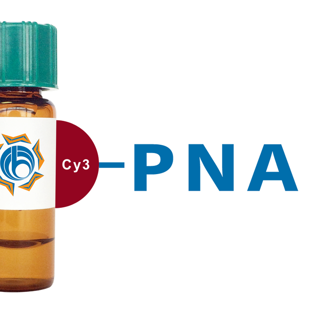 Arachis hypogaea Lectin (PNA) - Cy3