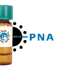 Arachis hypogaea Lectin (PNA) - Ferritin