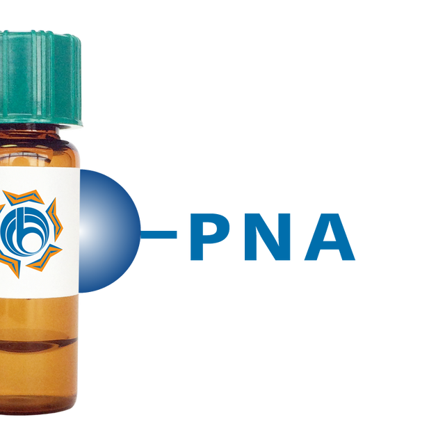 Arachis hypogaea Lectin (PNA) - Separopore® 4B