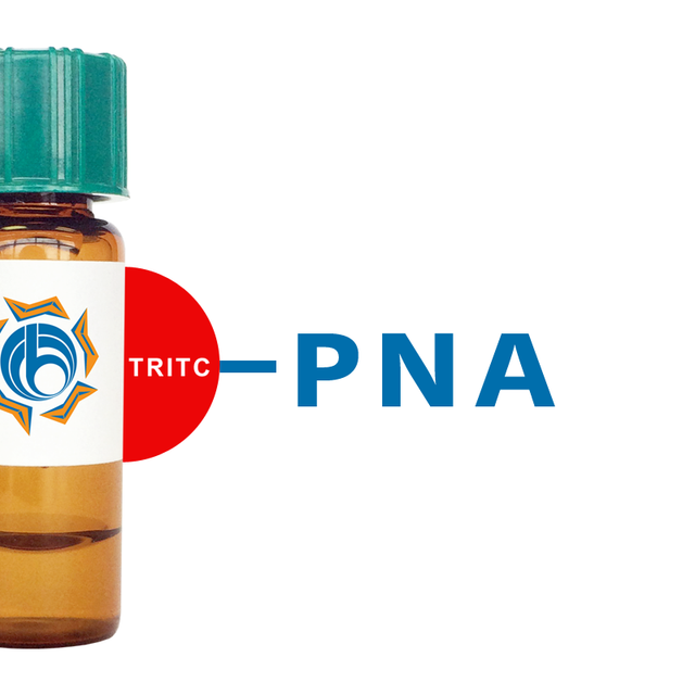 Arachis hypogaea Lectin (PNA) - TRITC (Rhodamine)