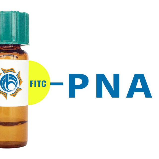 Arachis hypogaea Lectin (PNA) - FITC (Fluorescein)