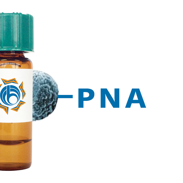 Arachis hypogaea Lectin (PNA) - MagneZoom™